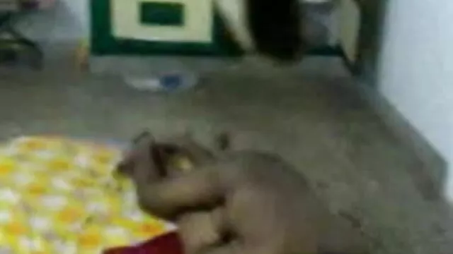 सोरोरिटी गर्ल पाला जाता हिंदी में सेक्सी फुल मूवी है और बिस्तर में blowjob देता है