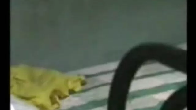 लेटेक्स अधोवस्त्र में मुर्गा चूसने सेक्सी मूवी वीडियो में सेक्सी बेब गड़बड़