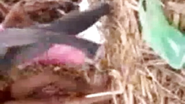 मीठा गधा लैटिना बेकार है, गधा और सह सेक्सी मूवी वीडियो में सेक्सी खाती है