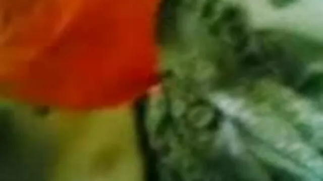 मरीना विस्कोनी सेक्सी मूवी हिंदी में वीडियो